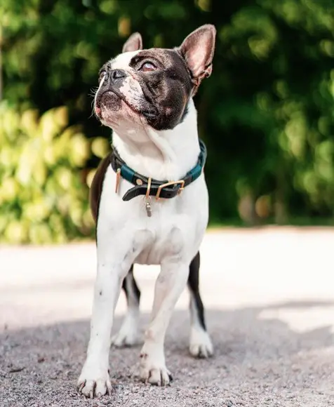 A Boston Terrier standing on the pavement while up and with sunlight on its face