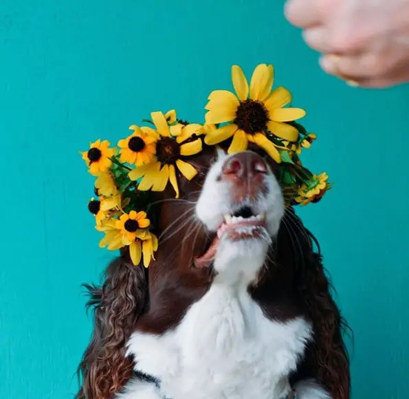 Springer Spaniel with yellow flowers on top of its head