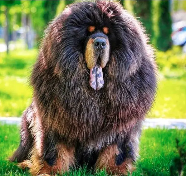massive Tibetan Mastiff sitting in the grass with its tongue out