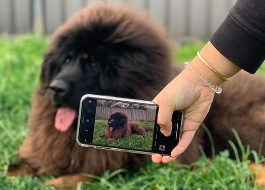 A Tibetan Mastiff lying on the green grass while a woman is taking a picture of him