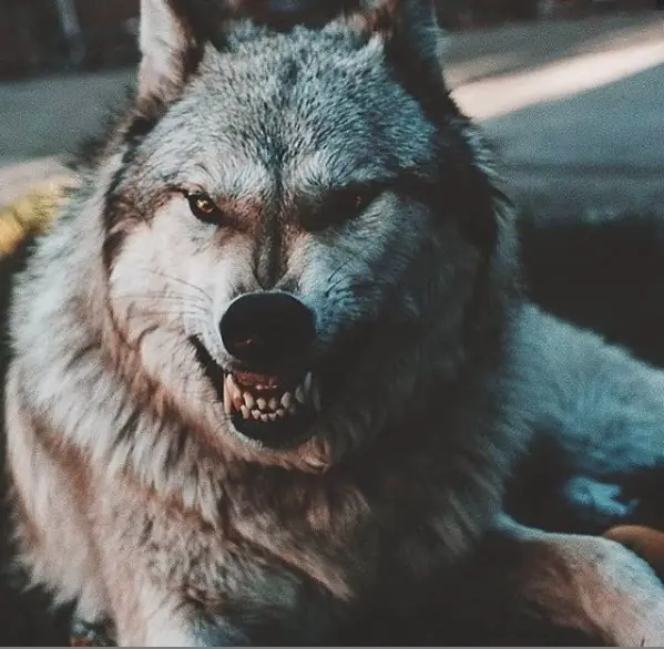angry wolf face
