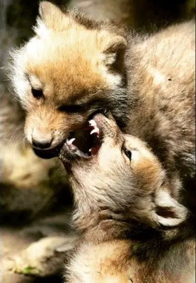 Wolf Puppies playing with each other