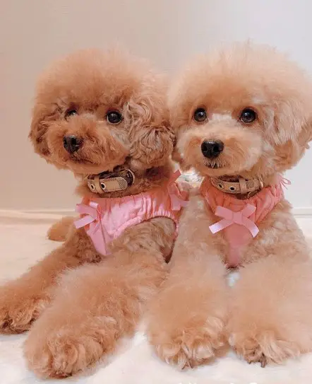 two apricot Poodles lying on the bed with their adorable faces