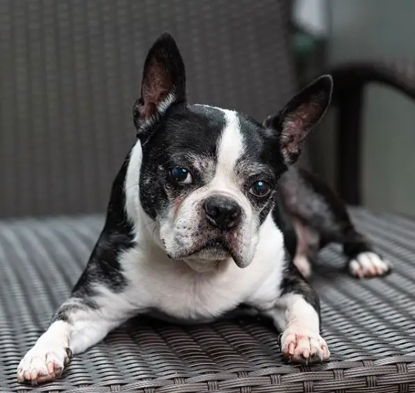 A Boston Terrier lying on the chair