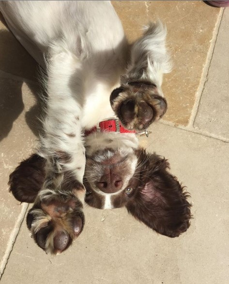 Springer Spaniel lying on the floor under the sun