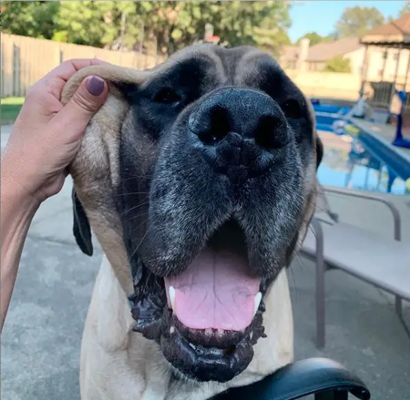 A Mastiff standing by the pool while a woman is stretching the side of its face
