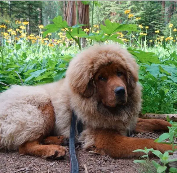 Tibetan Mastiff lying on the ground in the forest