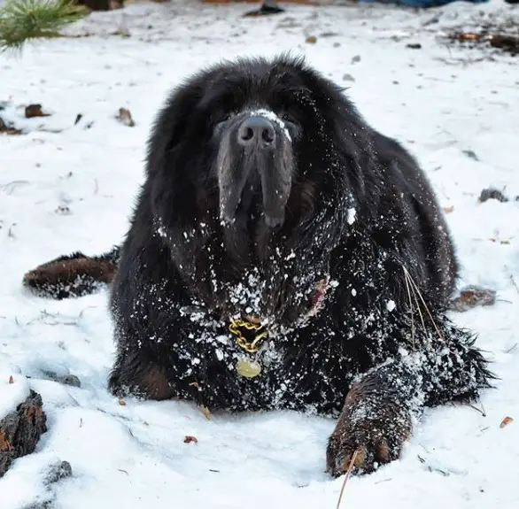 a large Tibetan Mastiff lying in snow