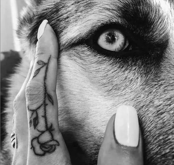 hands of a woman with rose tattoo touching a wolf's face