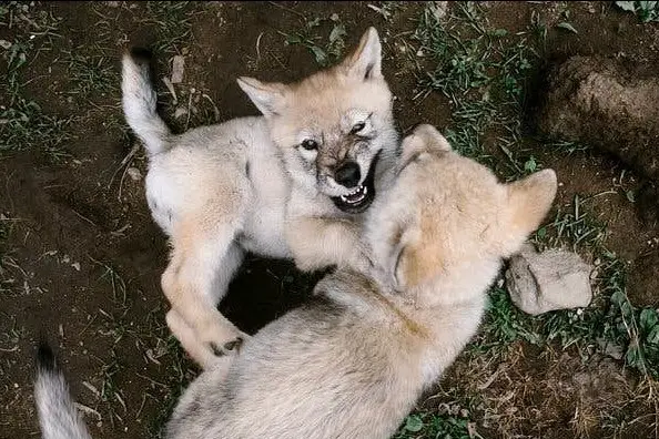 two Wolf Puppies lying on the ground while playing with each other
