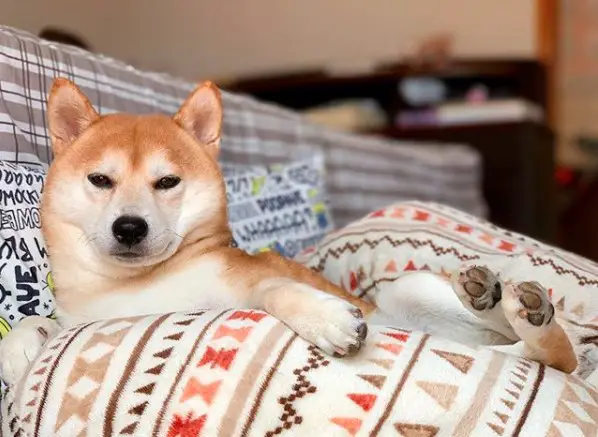 A Shiba Inu lying on the couch in between the pillows