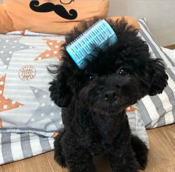 A black Poodle with a curler on top of its head while sitting on the floor