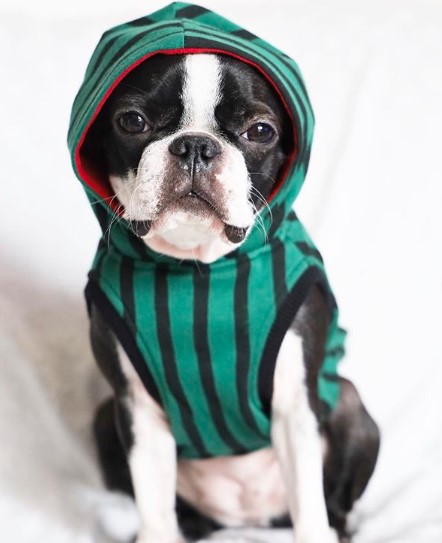 A Boston Terrier wearing a sweater with a hoodie while sitting on the bed
