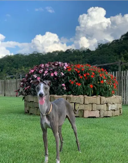 A Greyhound standing in the yard with pink and red flowers in brick raised bed behind him