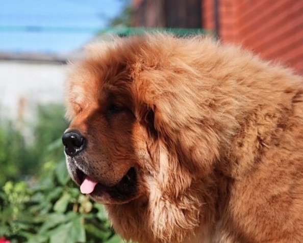 Tibetan Mastiff in the backyard garden under the sun