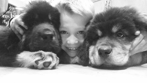 two Tibetan Mastiff lying on the bed with a kid in between them