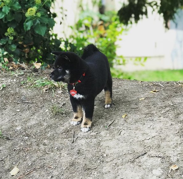 Shiba Inu puppy in the garden