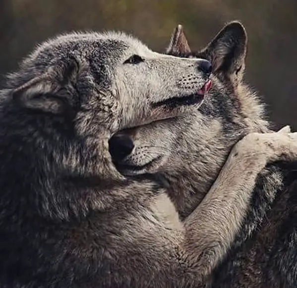 two wolves hugging each other