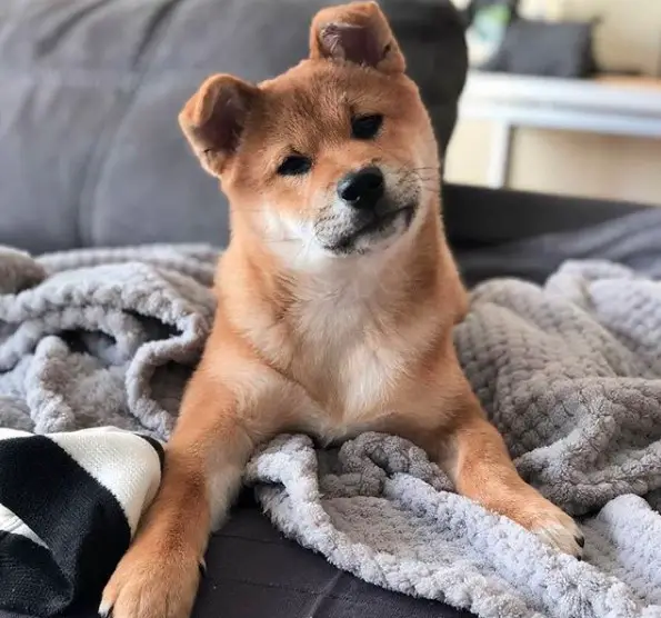 A Shiba Inu lying on the blanket on the couch