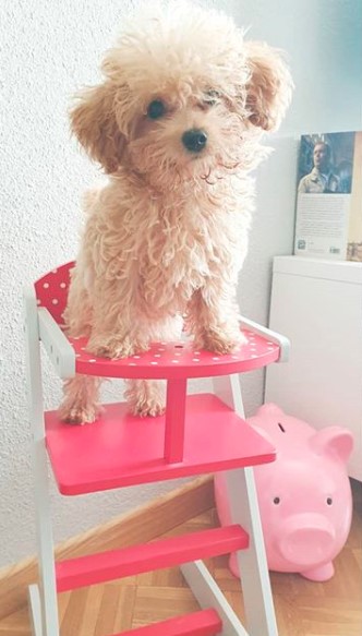 A Poodle standing on top of the baby's feeding chair