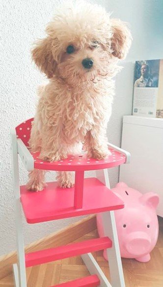 A Poodle standing on top of the baby's feeding chair