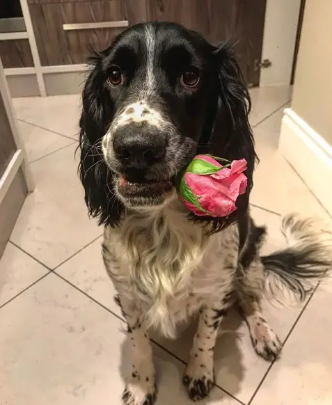 Springer Spaniel sitting on the floor with a piece if pink rose in its mouth