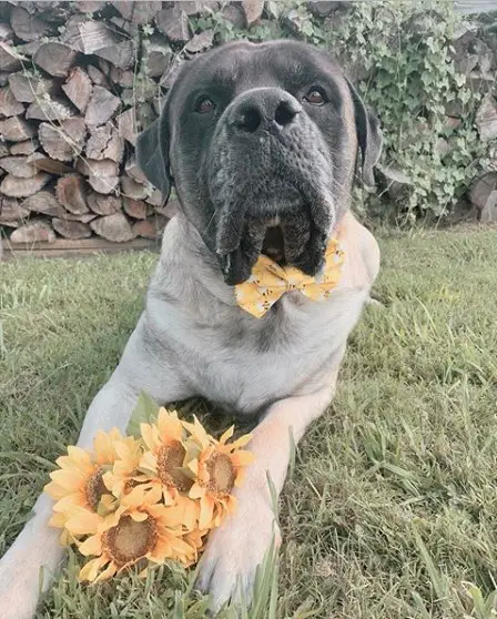 A Mastiff lying on the grass while lying on the grass with a bunch of sunflowers in between its front legs while wearing a yellow collar