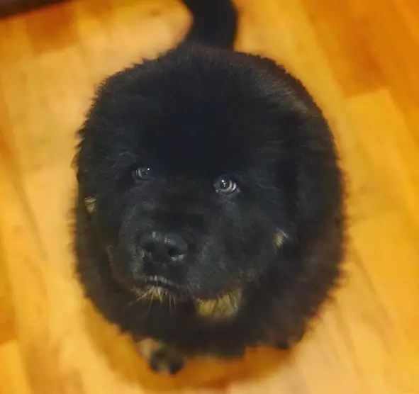 Tibetan Mastiff puppy sitting on the floor while looking up with its begging face