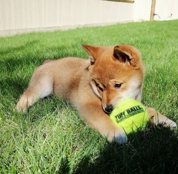 Shiba Inu puppy lying down on the green grass biting its ball