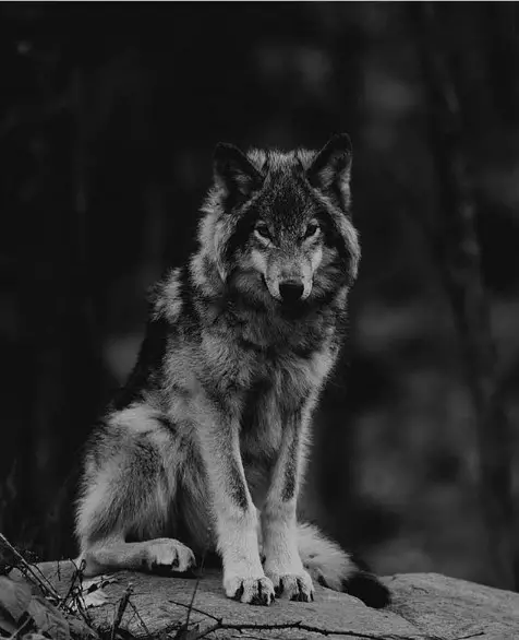 wolf sitting on a big rock in the foresr