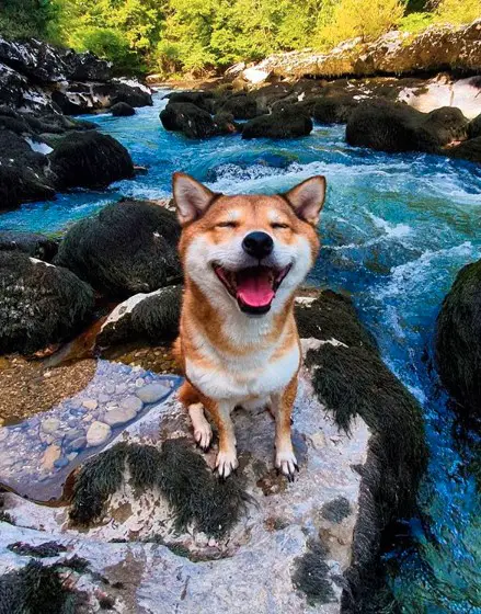 A Shiba Inu sitting on the rocks on the side of the river