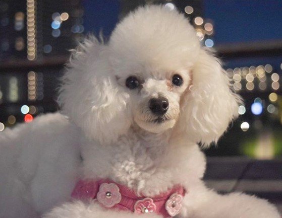 A white Poodle lying down on the lfoor