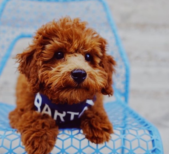 red Poodle Puppy lying on top of a blue chair outdoors