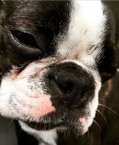 face of a sleepy Boston Terrier