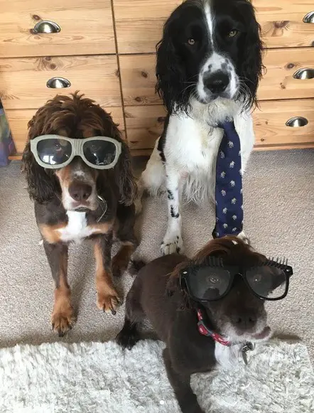 three Springer Spaniel sitting on the floor, two of them are wearing sunglasses while the third one is wearing a blue necktie