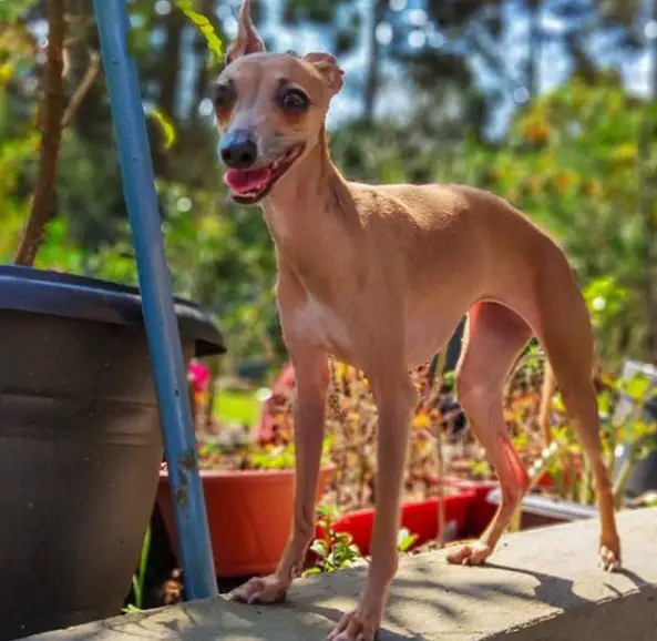 A Greyhound standing on a pavement edge in the garden