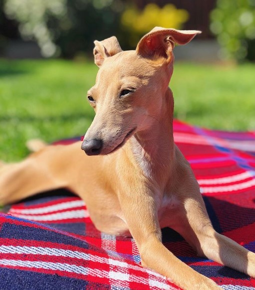 An Italian Greyhound lying on the blanket in the yard while under the sun