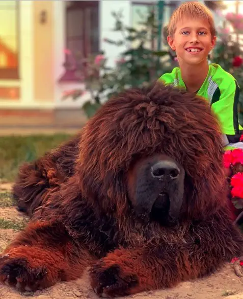massive Tibetan Mastiff lying on the ground with a kid in the lawn with a kid behind him