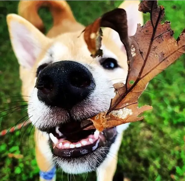Shiba Inu with leaf in its mouth