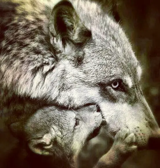 Wolf Puppy licking its wolf mom