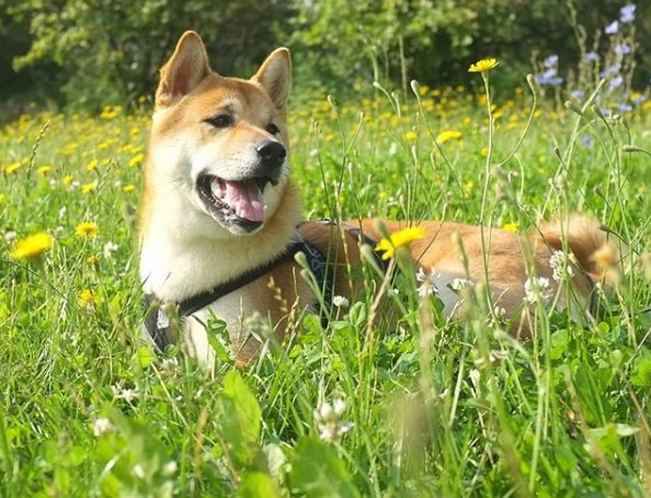 Shiba Inu in the field of wildflowers