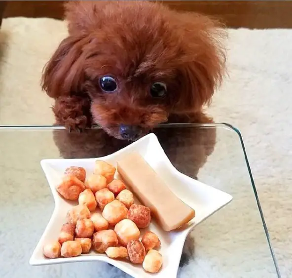 A Poodle puppy staring hard at the food on the plate on top of the glass table