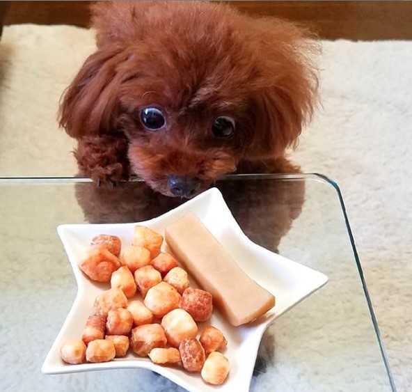 A Poodle puppy staring hard at the food on the plate on top of the glass table