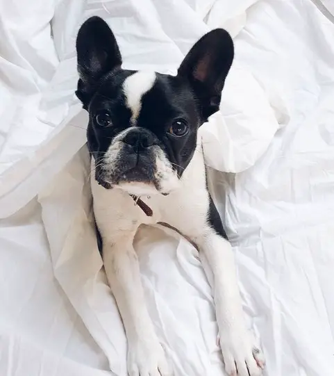 A Boston Terrier lying on the bed