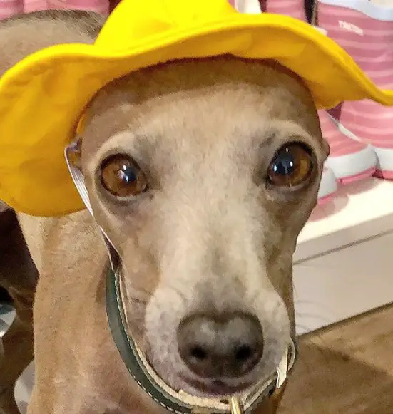 An Italian Greyhound wearing a yellow hat while standing on the floor