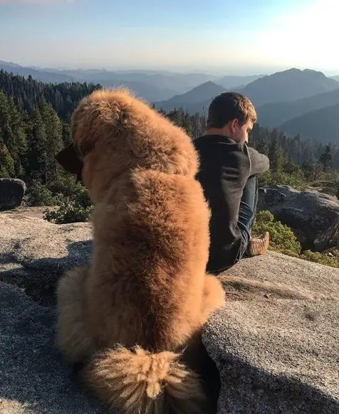 Tibetan Mastiff sitting on the rock on top of the mountain with its owner