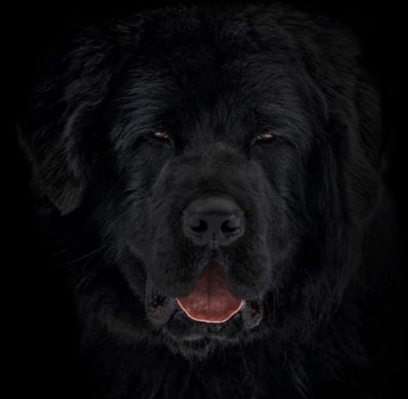 A large black Tibetan Mastiff