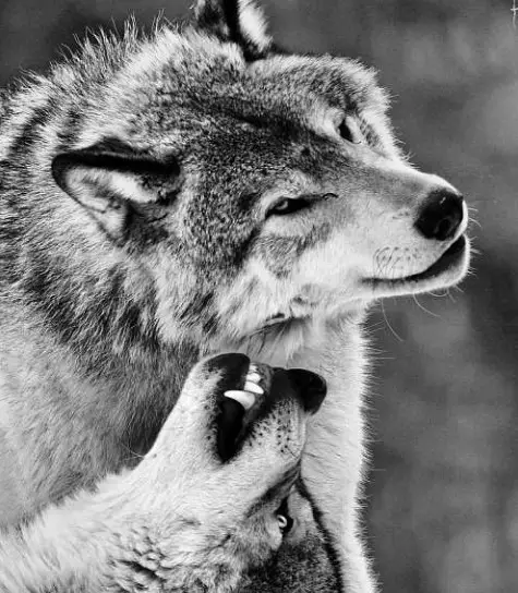 two wolves playing with each other