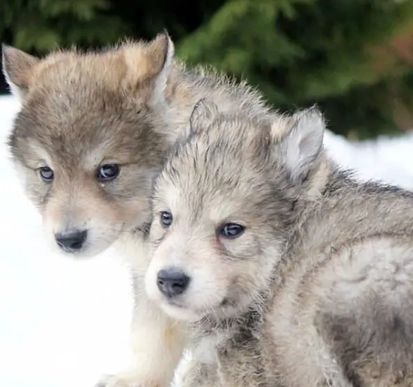 two Wolf Puppies in snow