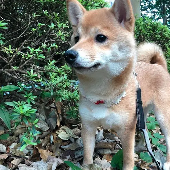 A Shiba Inu standing in the forest